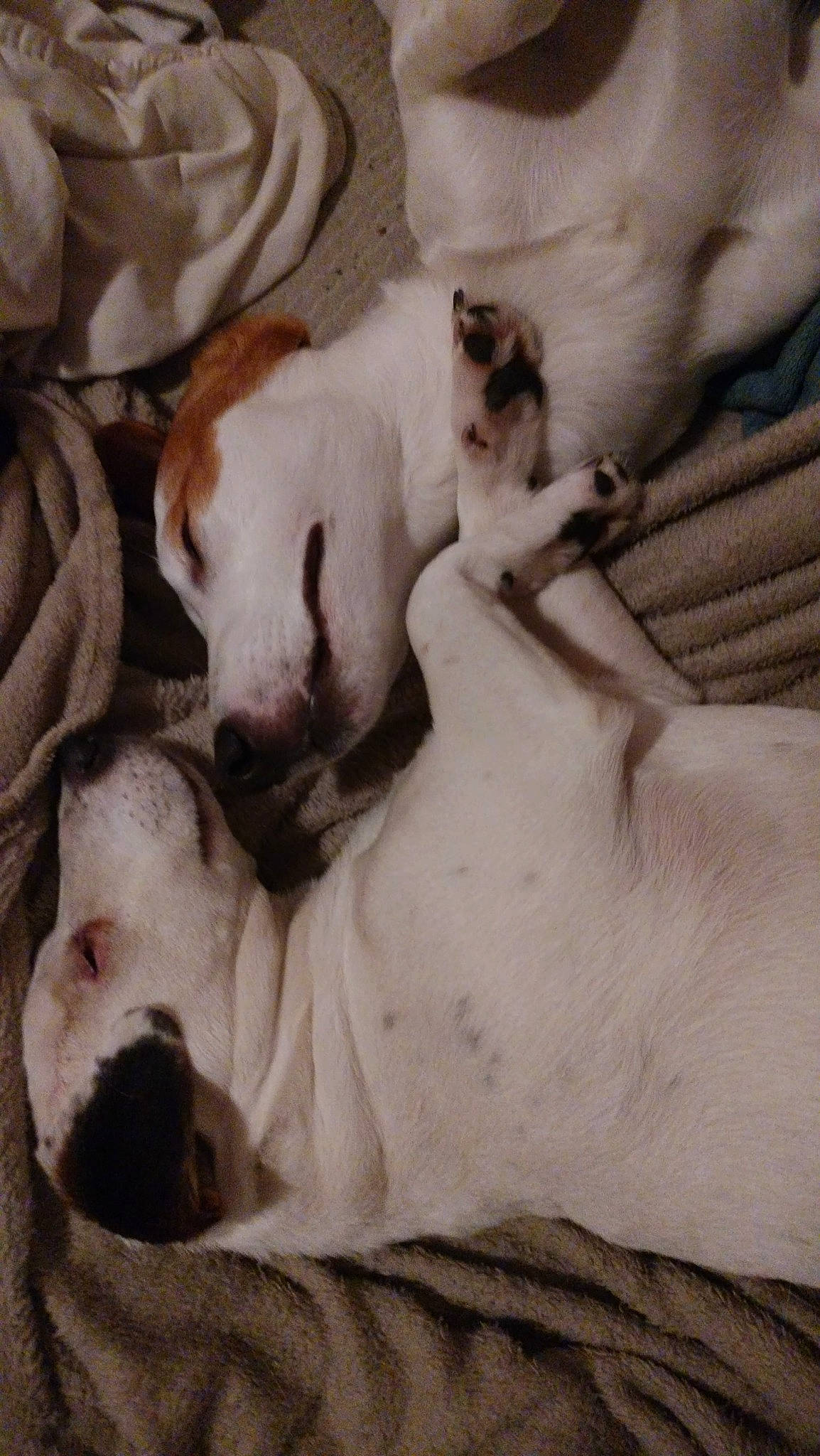 Paddy a rejoint le concours — aidez-le/la à gagner de superbes lots ! carnivore, cat, comfort, companion_dog, dog, dog_breed, fawn, felidae, fur, linens, mammal, nap, paw, puppy_love, small_to_medium_sized_cats, snout, sporting_group, toy_dog, whiskers, working_animal