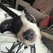 Moose is registered to the contest to win money with this photo: dog, sleeping, closeup, nose, black_and_white, blanket, couch, indoor, cozy, relaxed, pet, fur, whiskers, living_room, home, comfort, resting, cute, domestic_animal, animal