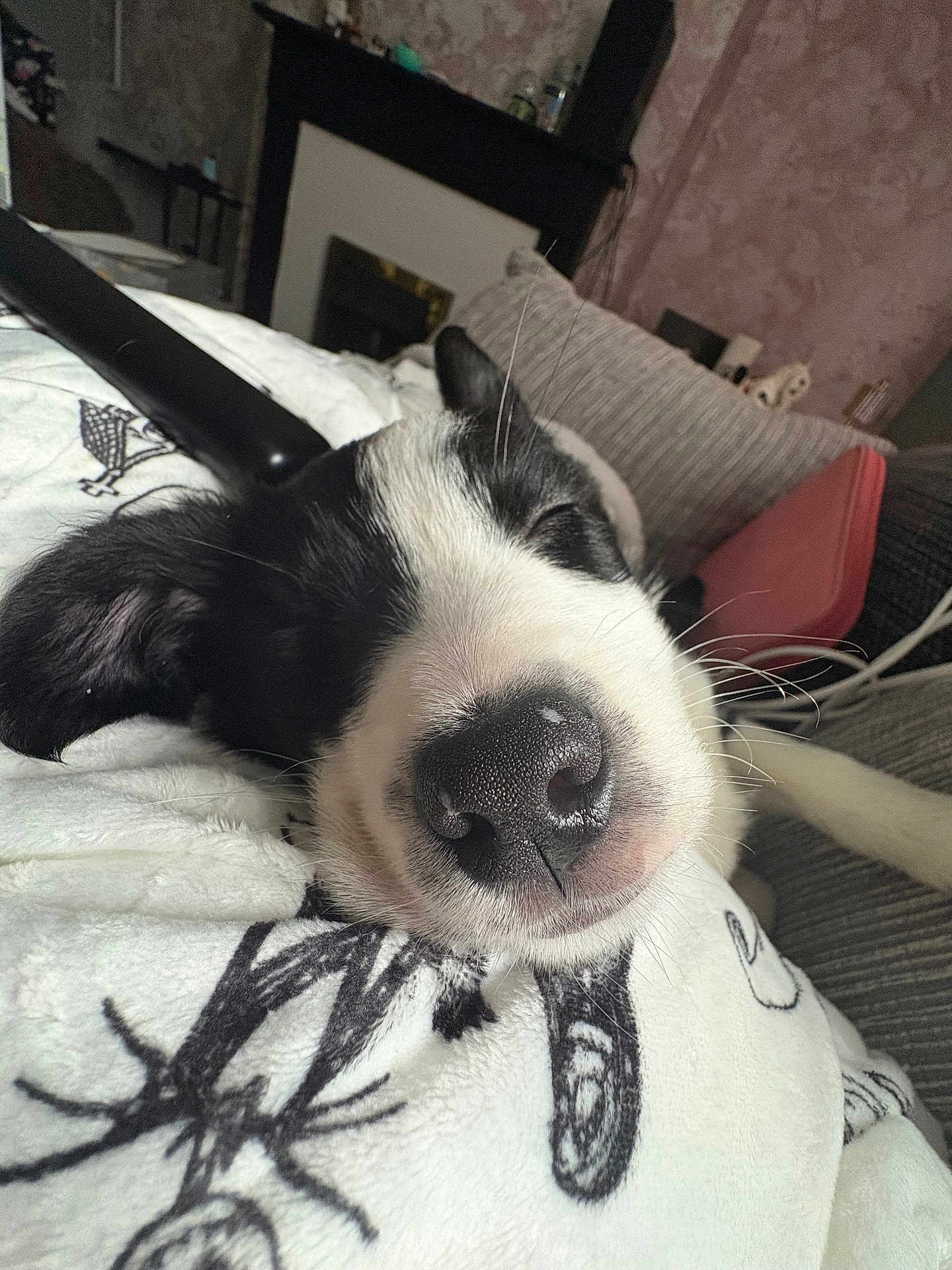 Moose is registered to the contest to win money with this photo: dog, sleeping, closeup, nose, black_and_white, blanket, couch, indoor, cozy, relaxed, pet, fur, whiskers, living_room, home, comfort, resting, cute, domestic_animal, animal