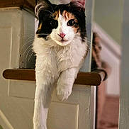 Quinn joined the competition — help win amazing prizes! cat, calico, stairs, indoors, pet, feline, relaxed, paw, railing, fur, whiskers, curious, home, animal, domestic, portrait, cute, long_leg, soft_light, cozy