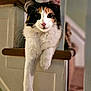 cat, calico, stairs, indoors, pet, feline, relaxed, paw, railing, fur, whiskers, curious, home, animal, domestic, portrait, cute, long_leg, soft_light, cozy