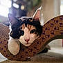 cat, calico, cardboard, scratcher, paw, indoor, pet, feline, curious, closeup, cute, animal, whiskers, ears, carpet, relaxed, home, playful, face, focus