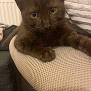 Mila is registered to the contest to win money with this photo: animal, beige, brown_cat, cat, close_up, curious, cute, domestic_animal, eyes, feline, fur, indoor, looking, mammal, paw, pet, relaxed, resting, texture, whiskers