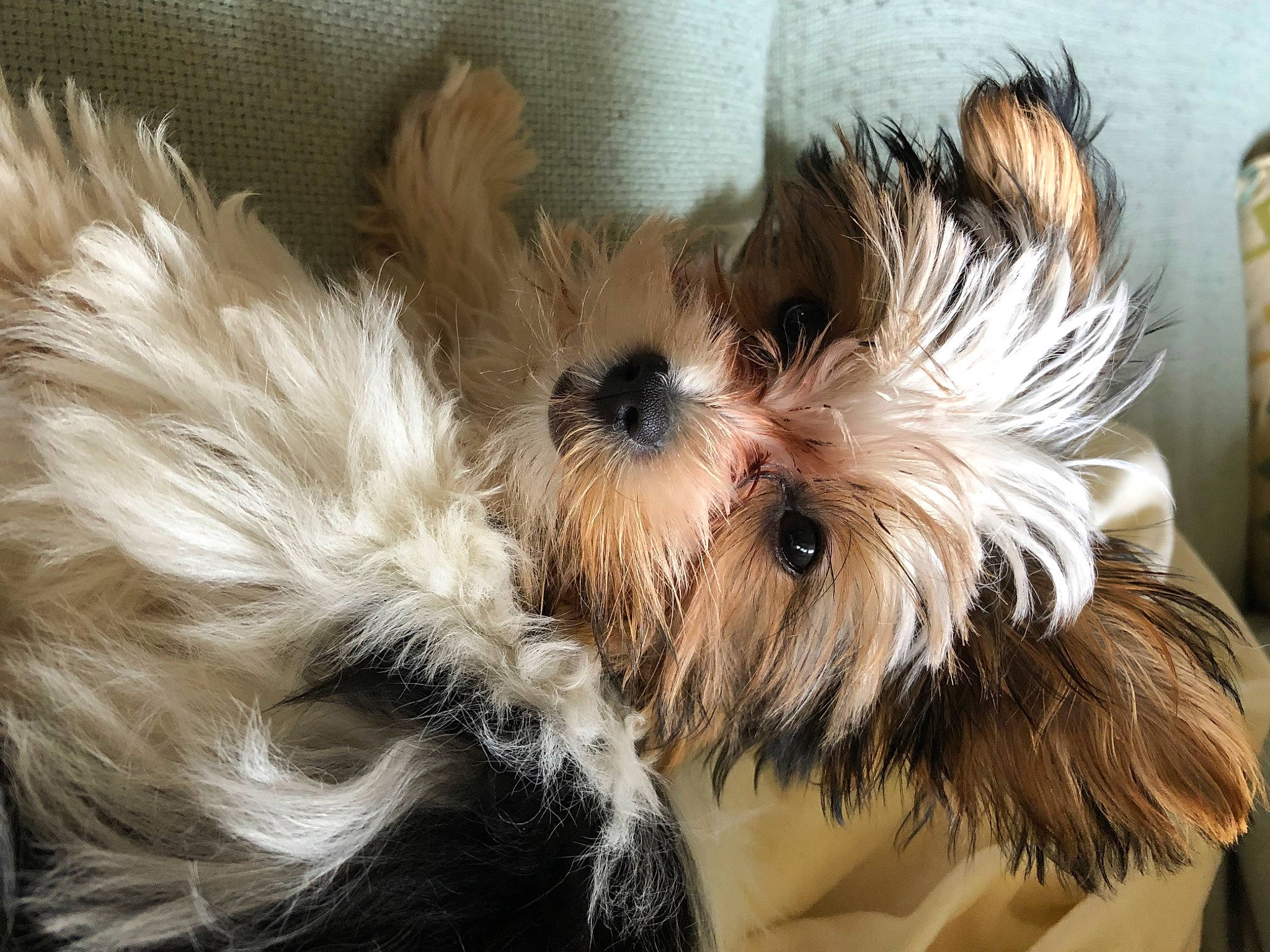 Diamond is registered to the contest to win money with this photo: canidae, carnivore, companion_dog, dog, dog_breed, dog_supply, ear, eye, fashion_accessory, fawn, fur, hair, liver, small_terrier, snout, sporting_group, terrier, toy_dog, whiskers, working_animal