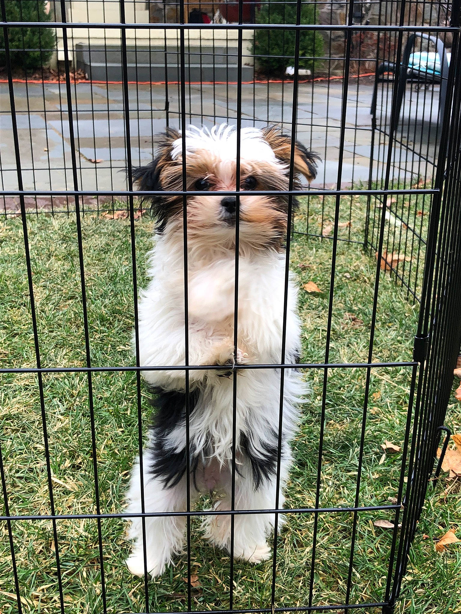 Diamond joined the competition — help win amazing prizes! canidae, carnivore, companion_dog, dog, dog_breed, dog_crate, fawn, fence, grass, line, mesh, pet_supply, plant, service, snout, sporting_group, terrestrial_animal, toy_dog, whiskers, wire_fencing