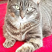 Naya a rejoint le concours — aidez-le/la à gagner de superbes lots ! american_wirehair, asian, british_semi_longhair, british_shorthair, california_spangled, carnivore, cat, chartreux, domestic_short_haired_cat, european_shorthair, felidae, kitten, mammal, nebelung, pixie_bob, small_to_medium_sized_cats, snout, tabby_cat, vertebrate, whiskers