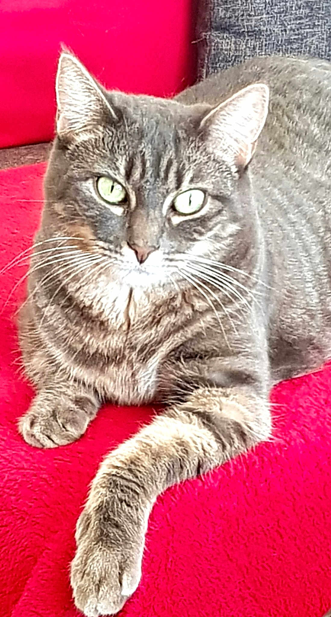 Naya