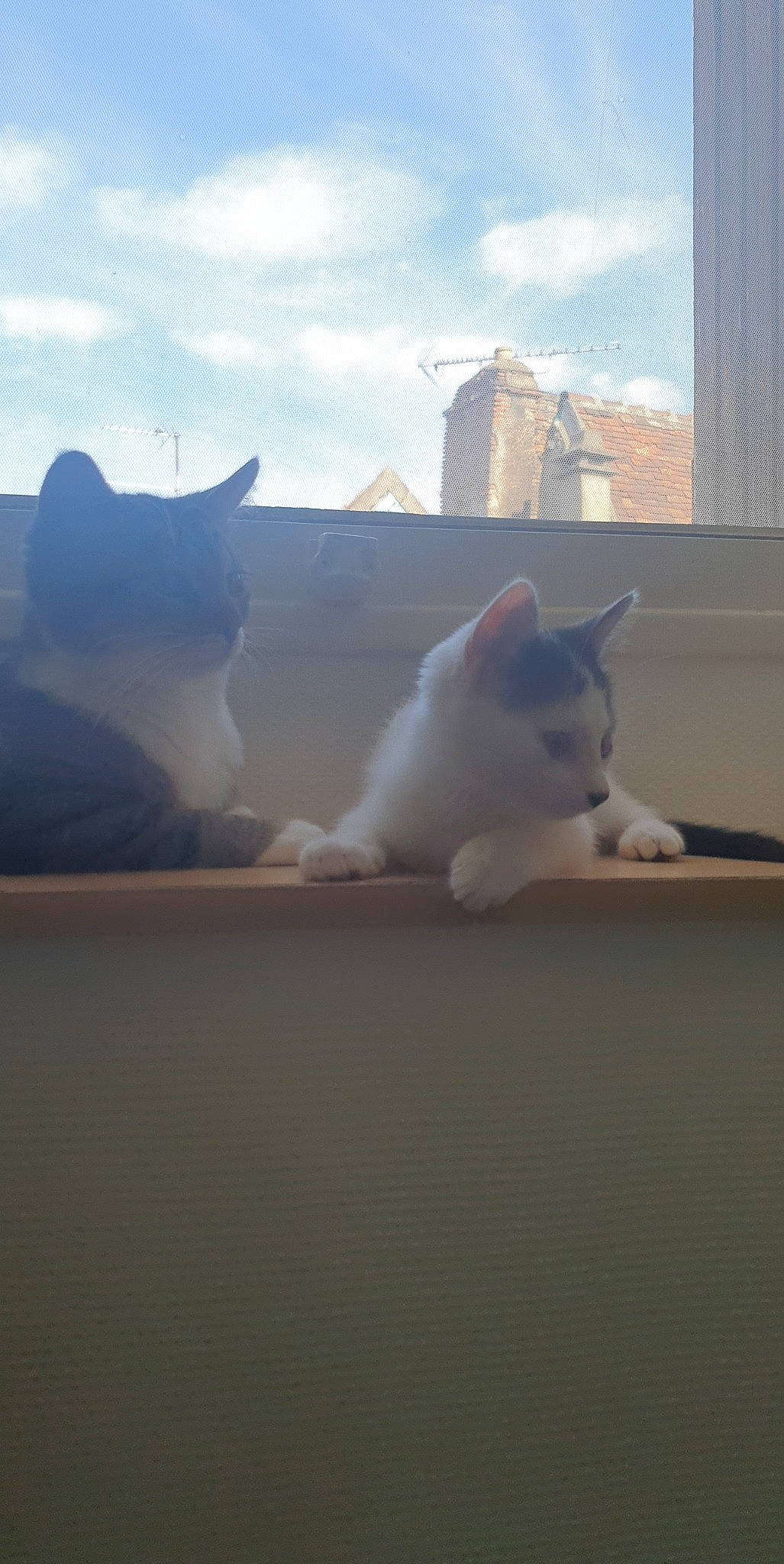 Neji participe au concours pour gagner de l'argent avec cette photo : building, carnivore, cat, cloud, domestic_short_haired_cat, fawn, felidae, flooring, fur, grey, hardwood, paw, sand, sky, small_to_medium_sized_cats, snout, tail, whiskers, window, wood