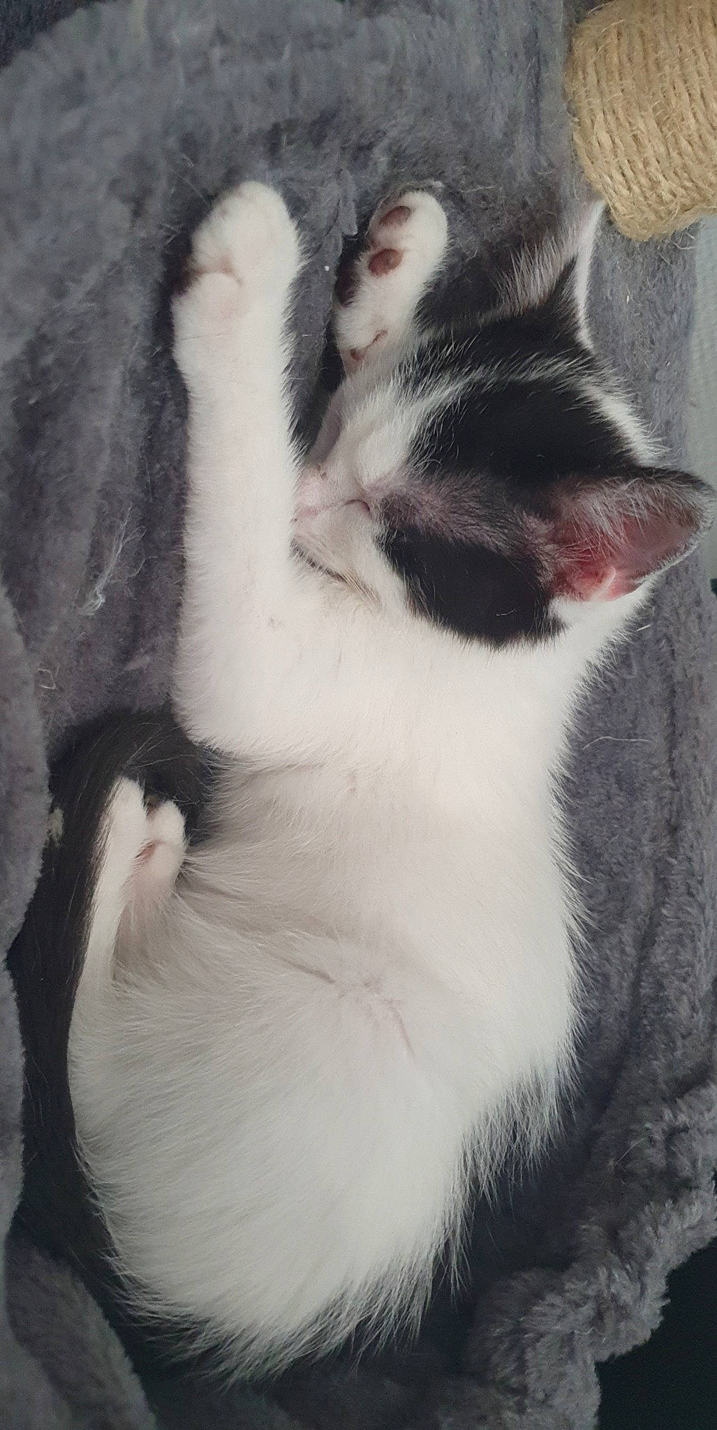 Neji participe au concours pour gagner de l'argent avec cette photo : carnivore, cat, claw, domestic_short_haired_cat, felidae, foot, formal_wear, fur, monochrome, monochrome_photography, paw, photo_caption, plant, shadow, small_to_medium_sized_cats, snout, tail, tree, whiskers, window