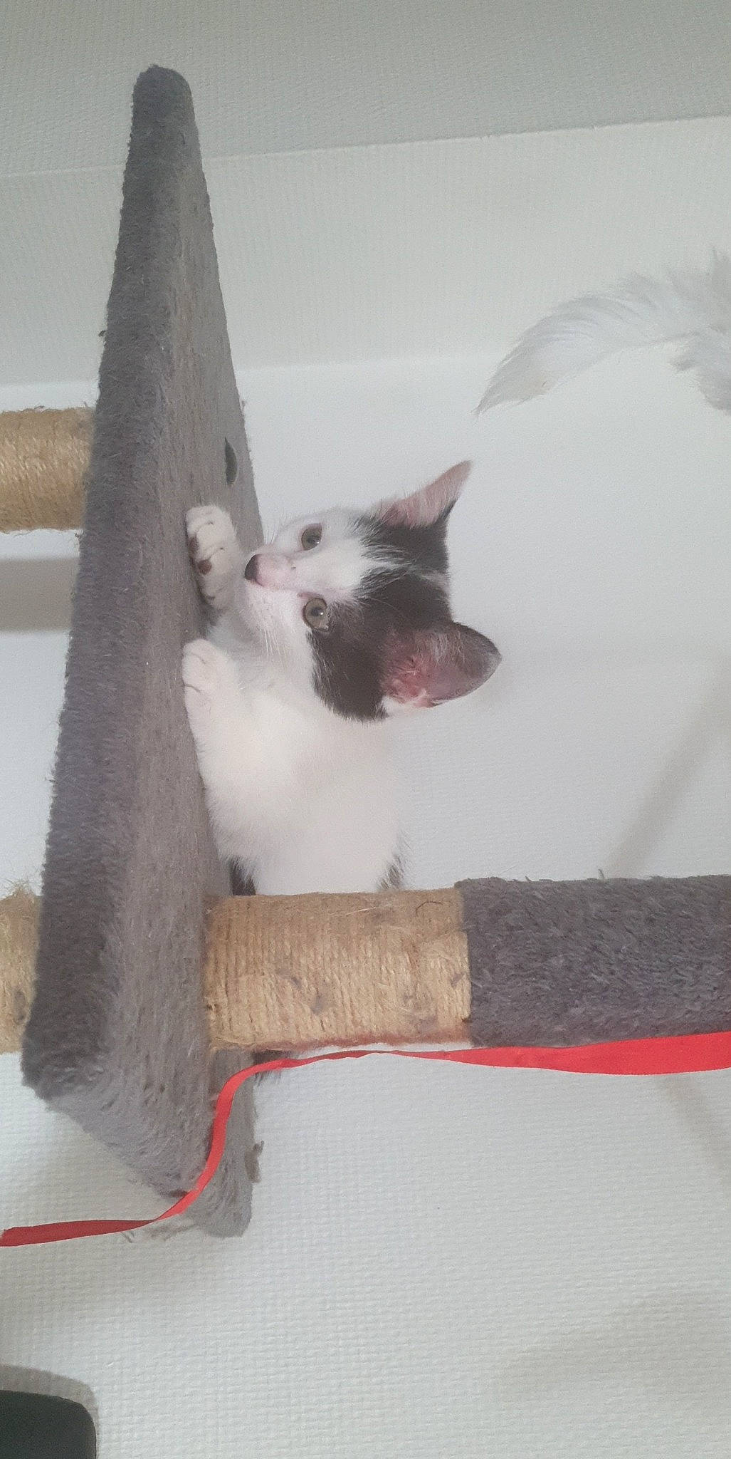 Neji participe au concours pour gagner de l'argent avec cette photo : balinese, canidae, carnivore, cat, cat_bed, cat_furniture, cat_supply, claw, comfort, domestic_short_haired_cat, felidae, fur, grey, linens, paw, room, small_to_medium_sized_cats, tail, tonkinese, whiskers