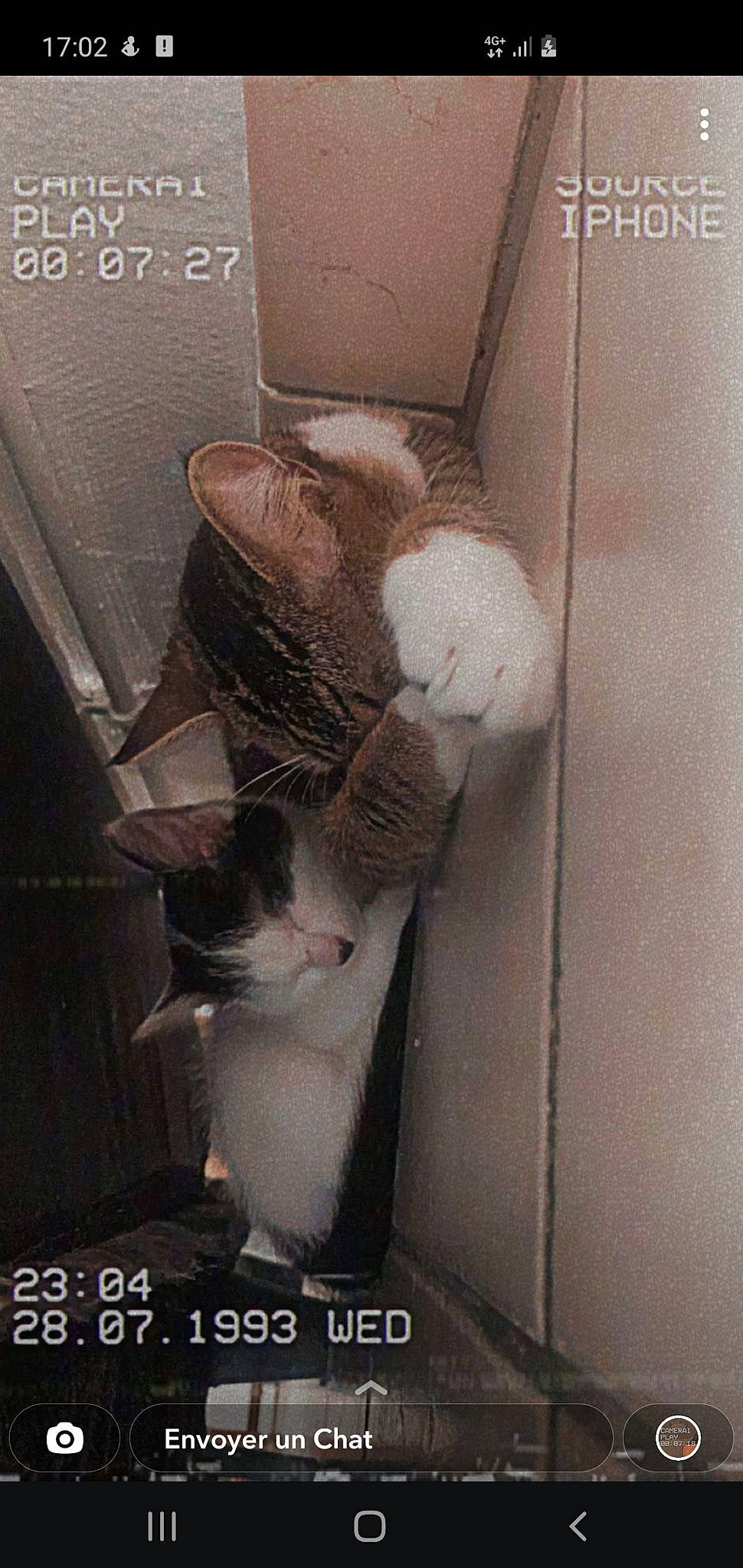 Nala a rejoint le concours — aidez-le/la à gagner de superbes lots ! animal_shelter, cage, carnivore, cat, cat_supply, claw, domestic_short_haired_cat, felidae, fur, paw, pet_supply, photo_caption, room, small_to_medium_sized_cats, snout, tail, whiskers