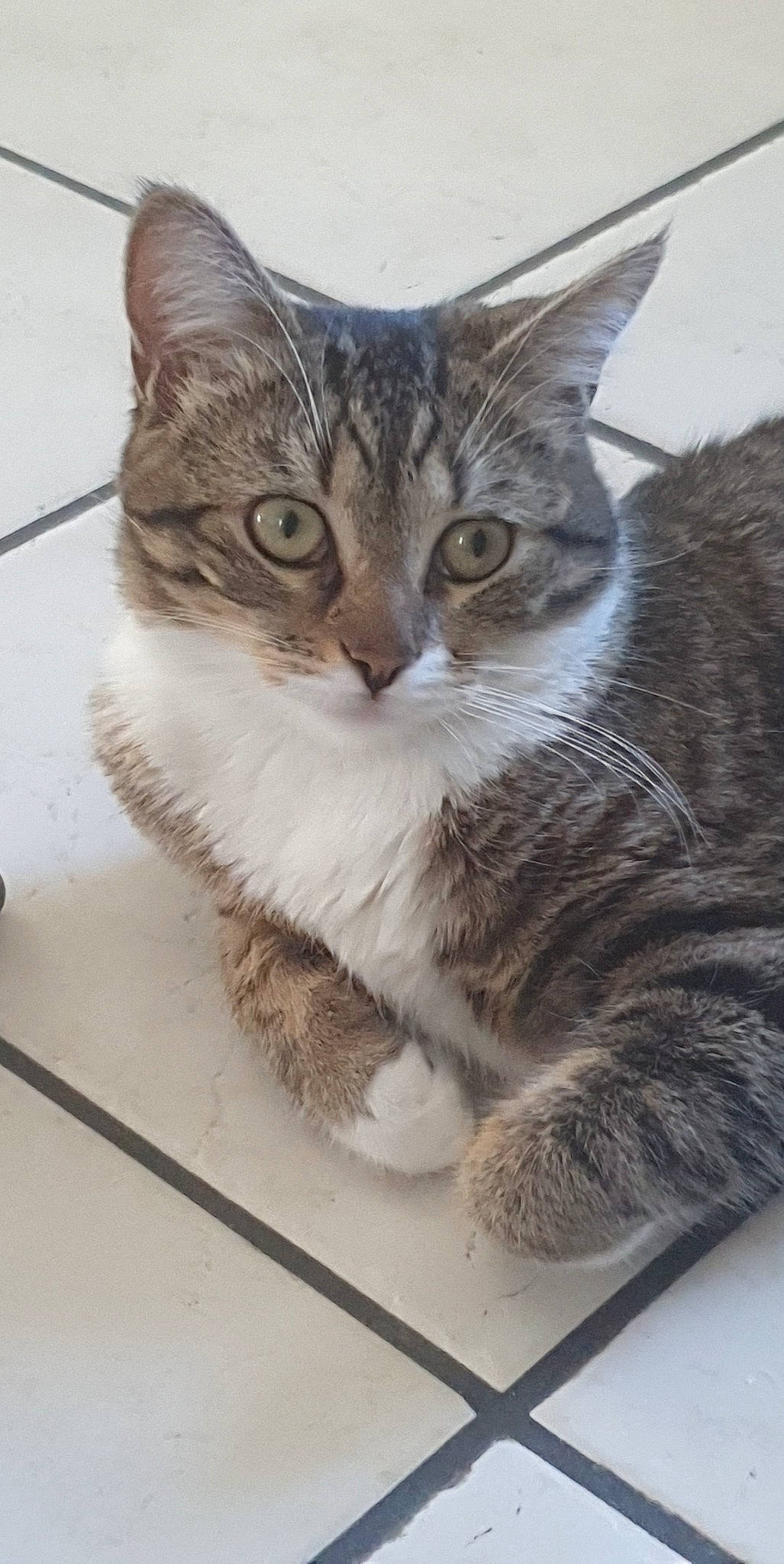 Nala participe au concours pour gagner de l'argent avec cette photo : carnivore, cat, claw, domestic_short_haired_cat, felidae, fur, paw, photo_caption, sitting, small_to_medium_sized_cats, snout, tail, whiskers, window