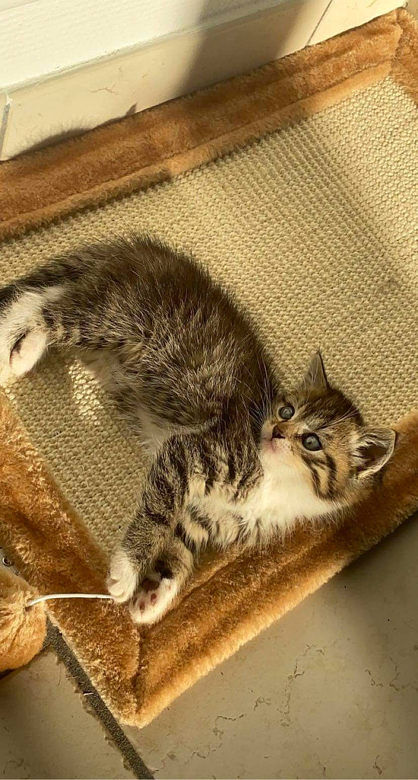 Nala a rejoint le concours — aidez-le/la à gagner de superbes lots ! bored, carnivore, cat, claw, comfort, domestic_short_haired_cat, felidae, fur, grey, mammal, nap, paw, sitting, small_to_medium_sized_cats, snout, tail, terrestrial_animal, whiskers, wildlife, wood