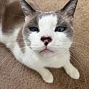 Astro is registered to the contest to win money with this photo: animal, blue_eyes, carpet, cat, close_up, curious, cute, domestic_cat, ears, face, fur, gray_fur, indoor, looking_up, mammal, pet, pink_nose, portrait, whiskers, white_fur