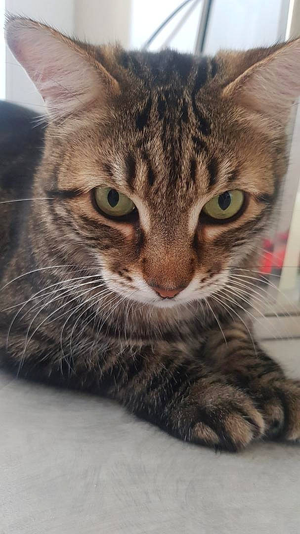 Kito a rejoint le concours — aidez-le/la à gagner de superbes lots ! carnivore, cat, close_up, domestic_short_haired_cat, eye, felidae, fur, paw, small_to_medium_sized_cats, snout, terrestrial_animal, whiskers, wildlife