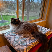 Bella is registered to the contest to win money with this photo: cat, fluffy, window, blanket, indoor, pet, animal, feline, relaxed, curious, fur, tail, storage_bin, home, daylight, nature, tree, grass, quiet, cozy