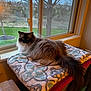 cat, fluffy, window, blanket, indoor, pet, animal, feline, relaxed, curious, fur, tail, storage_bin, home, daylight, nature, tree, grass, quiet, cozy