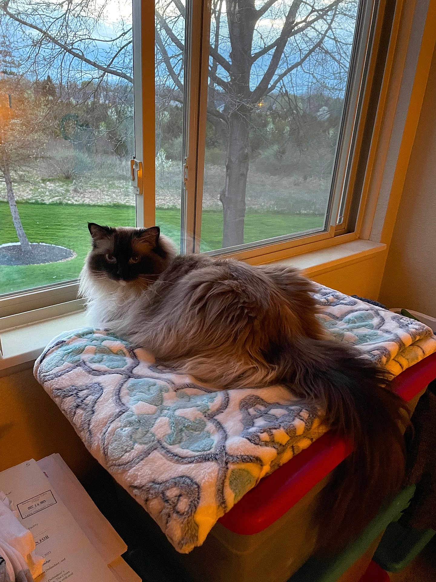 Bella