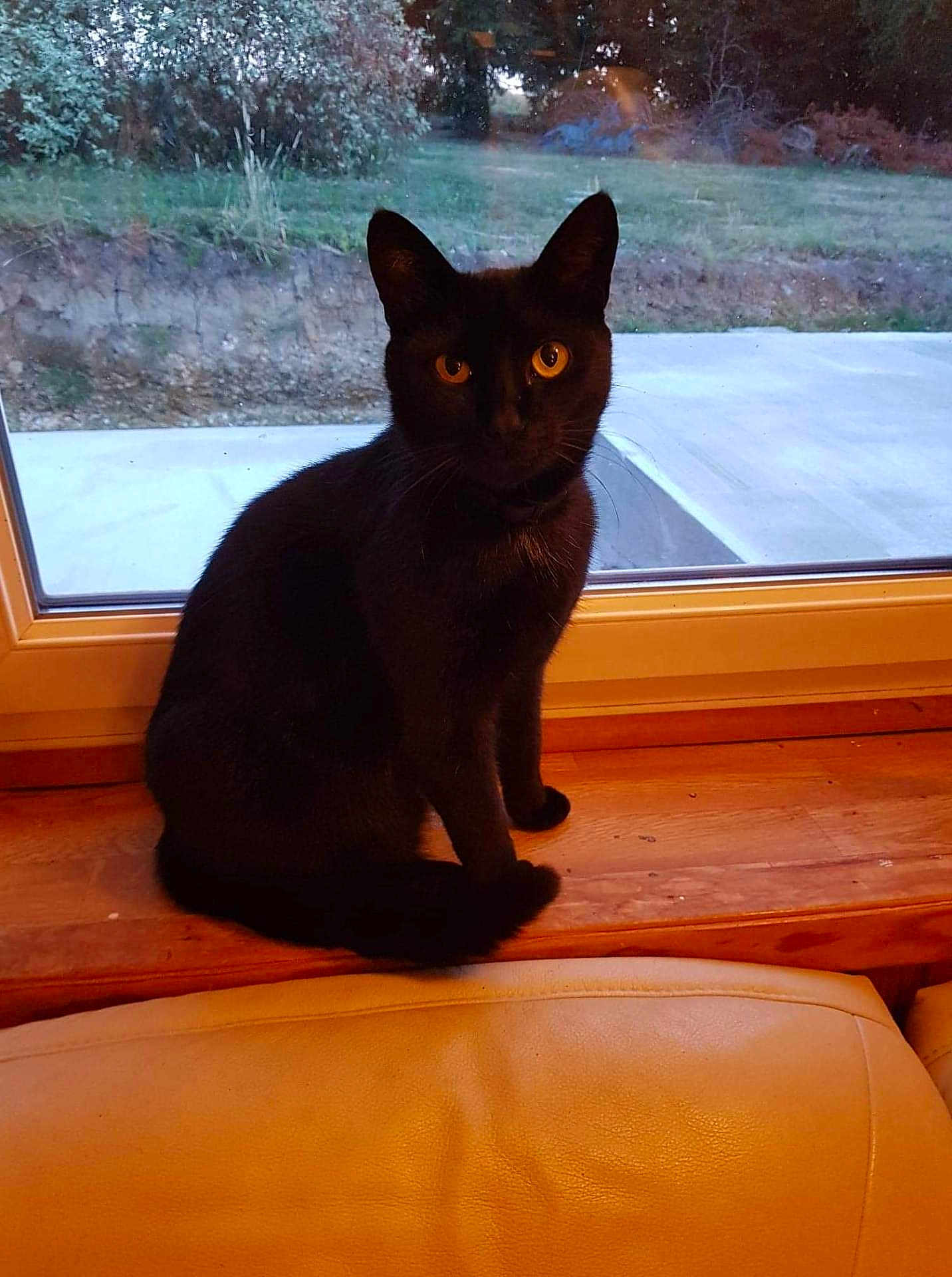 Gamin participe au concours pour gagner de l'argent avec cette photo : black_cat, cat, animal, pet, indoor, windowsill, window, wood, amber_eyes, looking, sitting, feline, fur, nature_outside, garden, concrete, chair, home, cozy, daylight