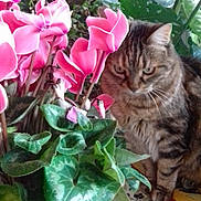 Fine a rejoint le concours — aidez-le/la à gagner de superbes lots ! cat, closeup, colorful, curious, domestic_animal, feline, flora, flowers, green_leaves, houseplant, indoor, leaf, nature, patterned, pet, pink_cyclamen, plant, potted_plant, tabby_cat, tablecloth