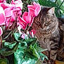 cat, closeup, colorful, curious, domestic_animal, feline, flora, flowers, green_leaves, houseplant, indoor, leaf, nature, patterned, pet, pink_cyclamen, plant, potted_plant, tabby_cat, tablecloth