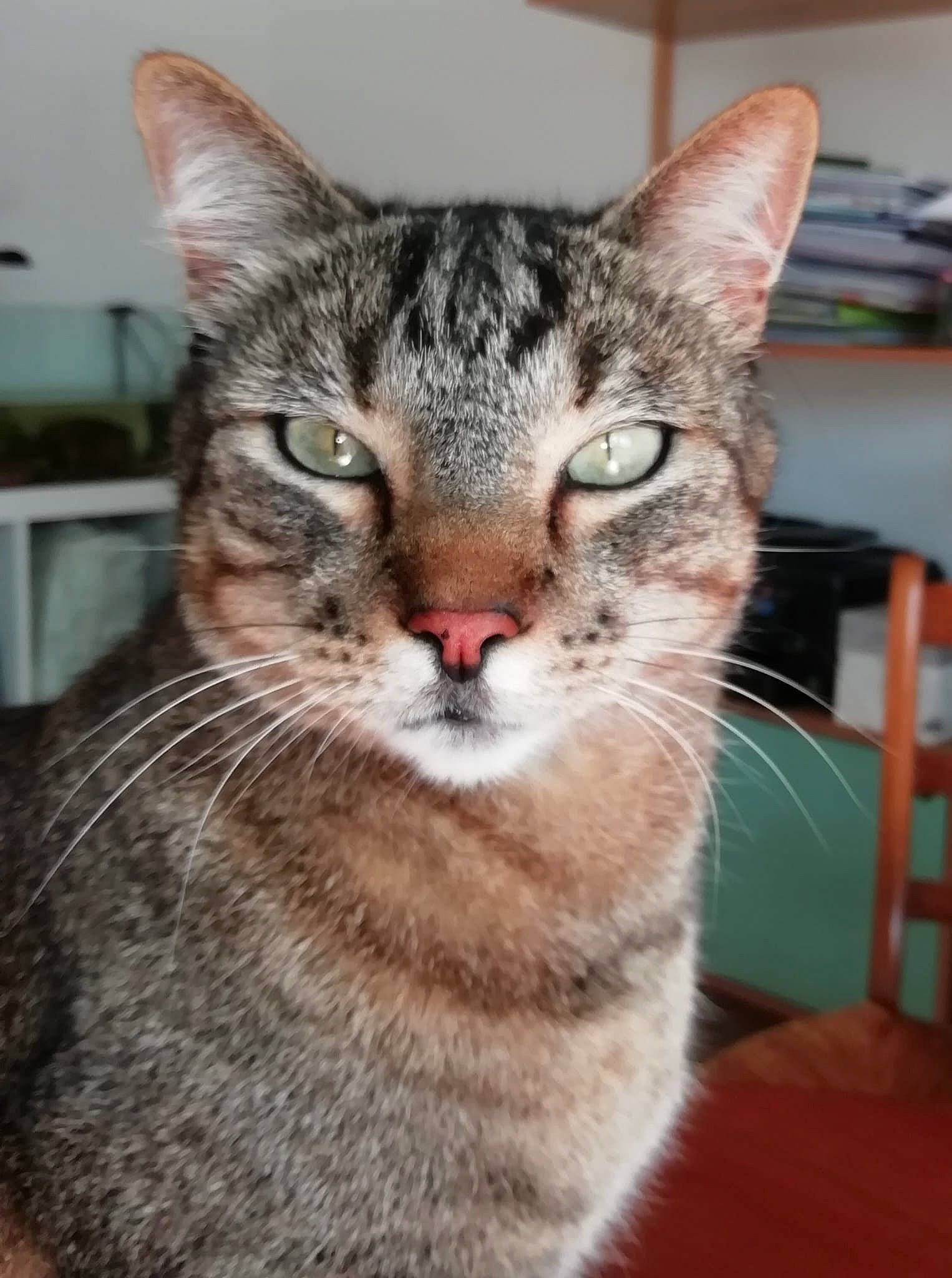 Kiwi participe au concours pour gagner de l'argent avec cette photo : carnivore, cat, chair, domestic_short_haired_cat, felidae, fur, iris, small_to_medium_sized_cats, snout, terrestrial_animal, whiskers, wildlife, window