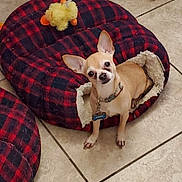 Gizmo joined the competition — help win amazing prizes! chihuahua, dog, pet_bed, plaid, red, black, yellow_toy, tile_floor, small_dog, ears, collar, tag, indoor, cute, animal, pet, resting, looking_up, cozy, fur