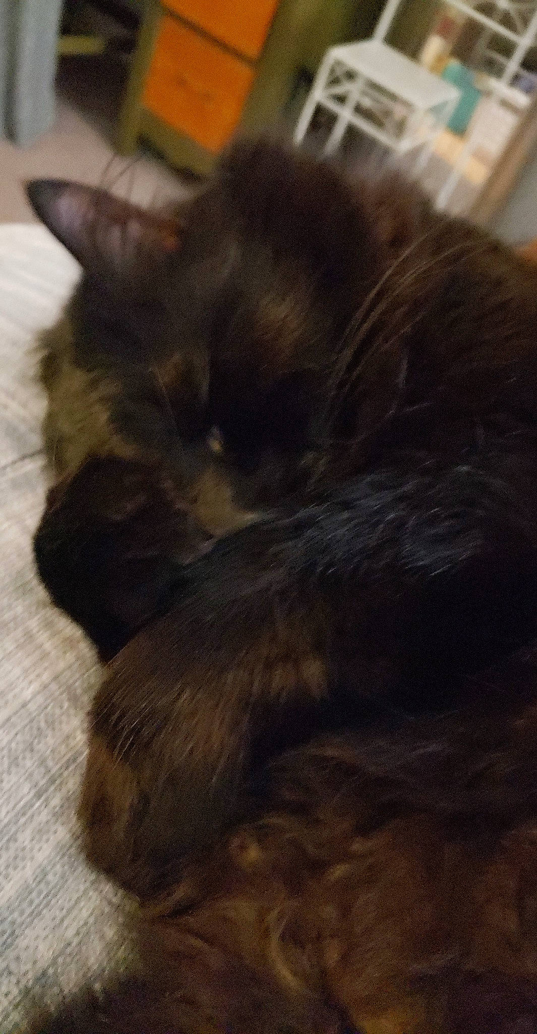 Raja joined the competition — help win amazing prizes! black_cat, carnivore, cat, claw, ear, fawn, felidae, fur, hair, kitten, liver, long_hair, maine_coon, sleep, small_to_medium_sized_cats, tail, whiskers