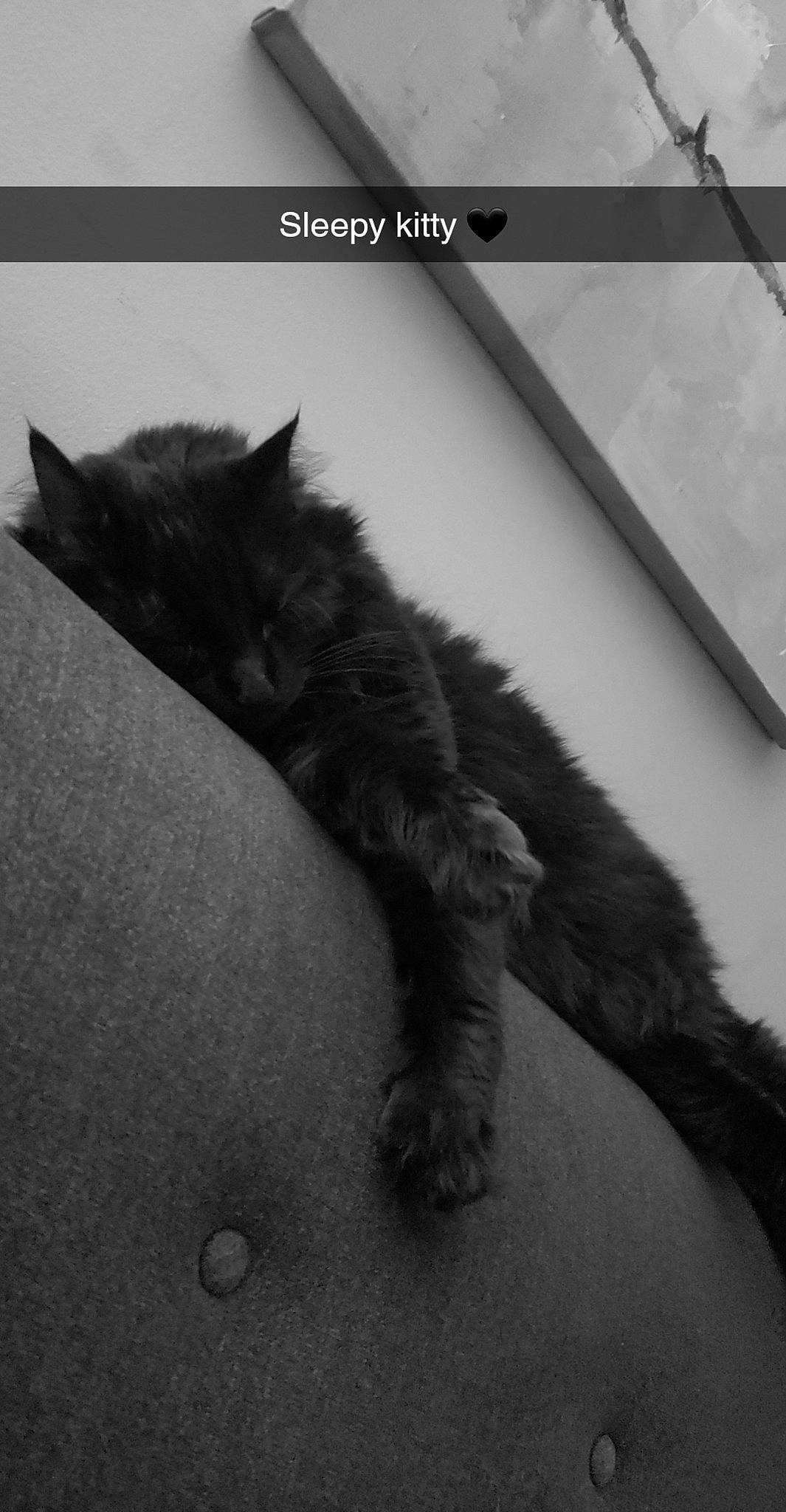 Raja is registered to the contest to win money with this photo: black_and_white, black_cat, carnivore, cat, domestic_long_haired_cat, felidae, fur, kitten, maine_coon, mammal, nebelung, norwegian_forest_cat, small_to_medium_sized_cats, tail, whiskers