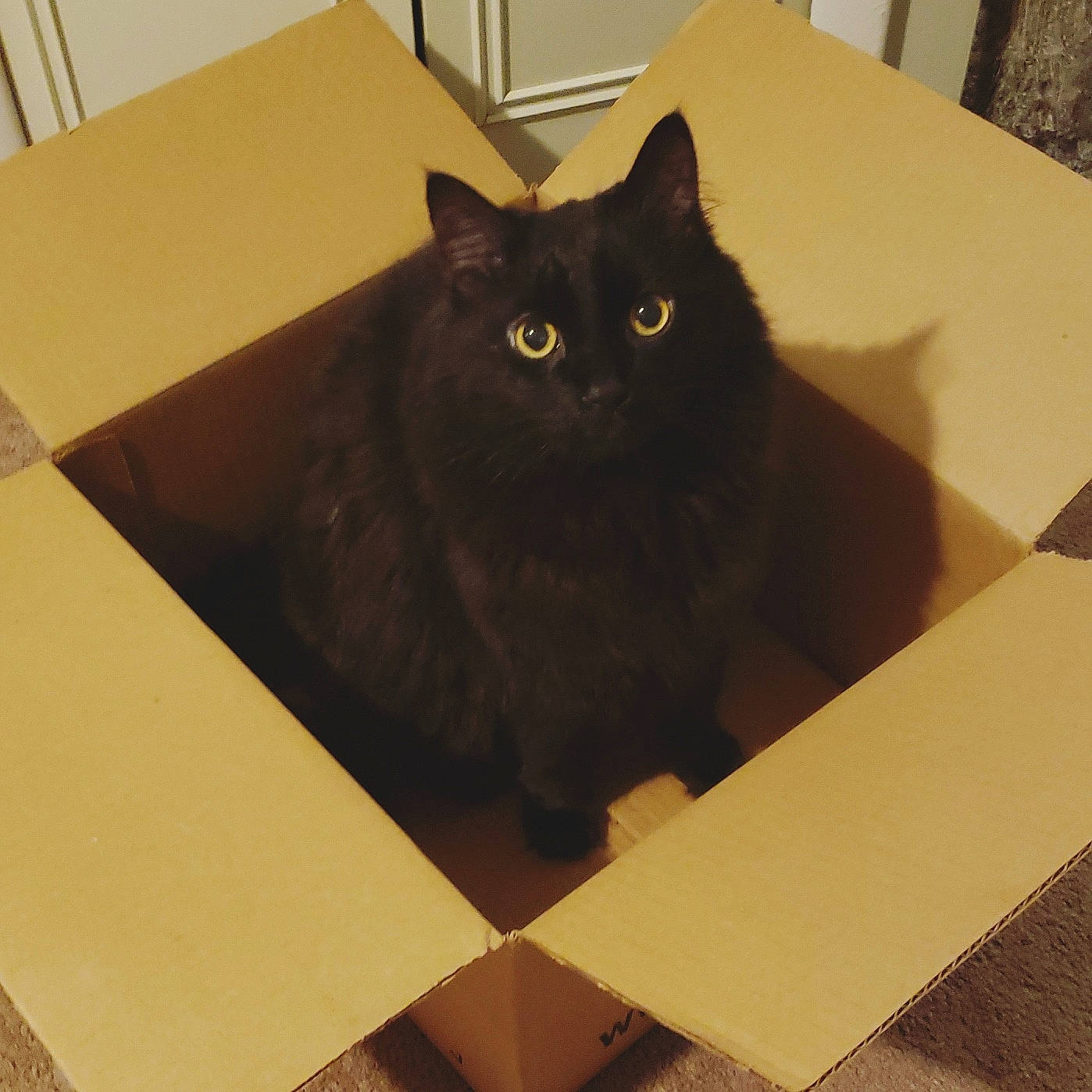 Raja is registered to the contest to win money with this photo: asian, asian_semi_longhair, black, black_cat, bombay, box, carnivore, cat, domestic_long_haired_cat, domestic_short_haired_cat, eye, felidae, floor, flooring, fur, mammal, small_to_medium_sized_cats, tile, whiskers, wood