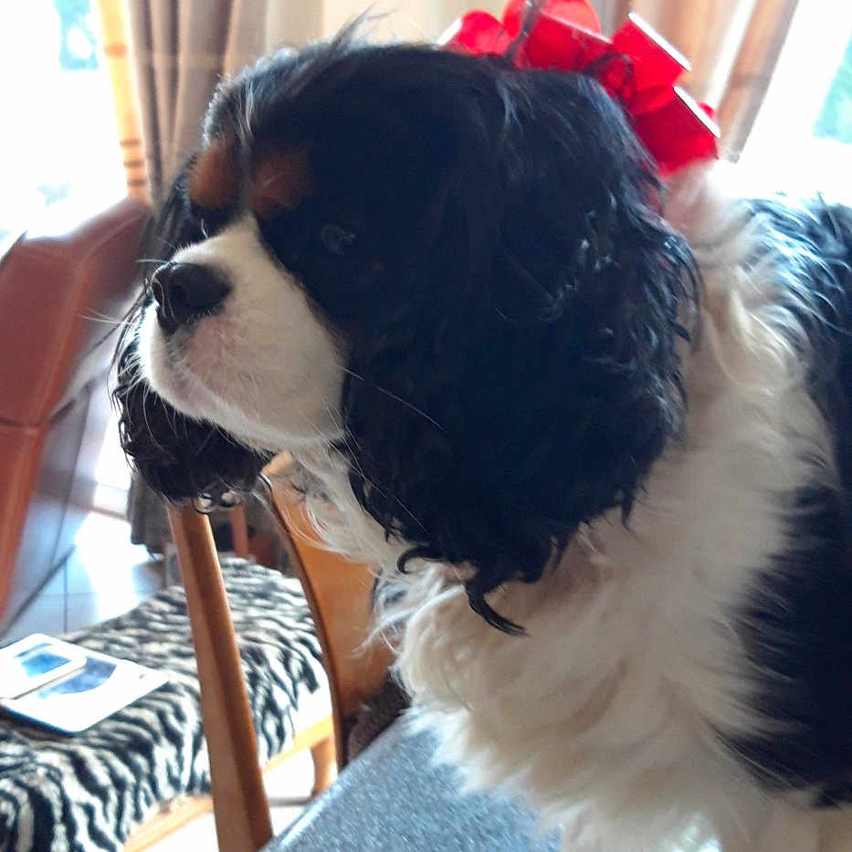 Litchio participe au concours pour gagner de l'argent avec cette photo : animal, black_and_white, bow, canine, chair, companion, cozy, curtains, decor, dog, domestic, floor, furniture, indoor, long_hair, pattern, pet, table, thoughtful, window