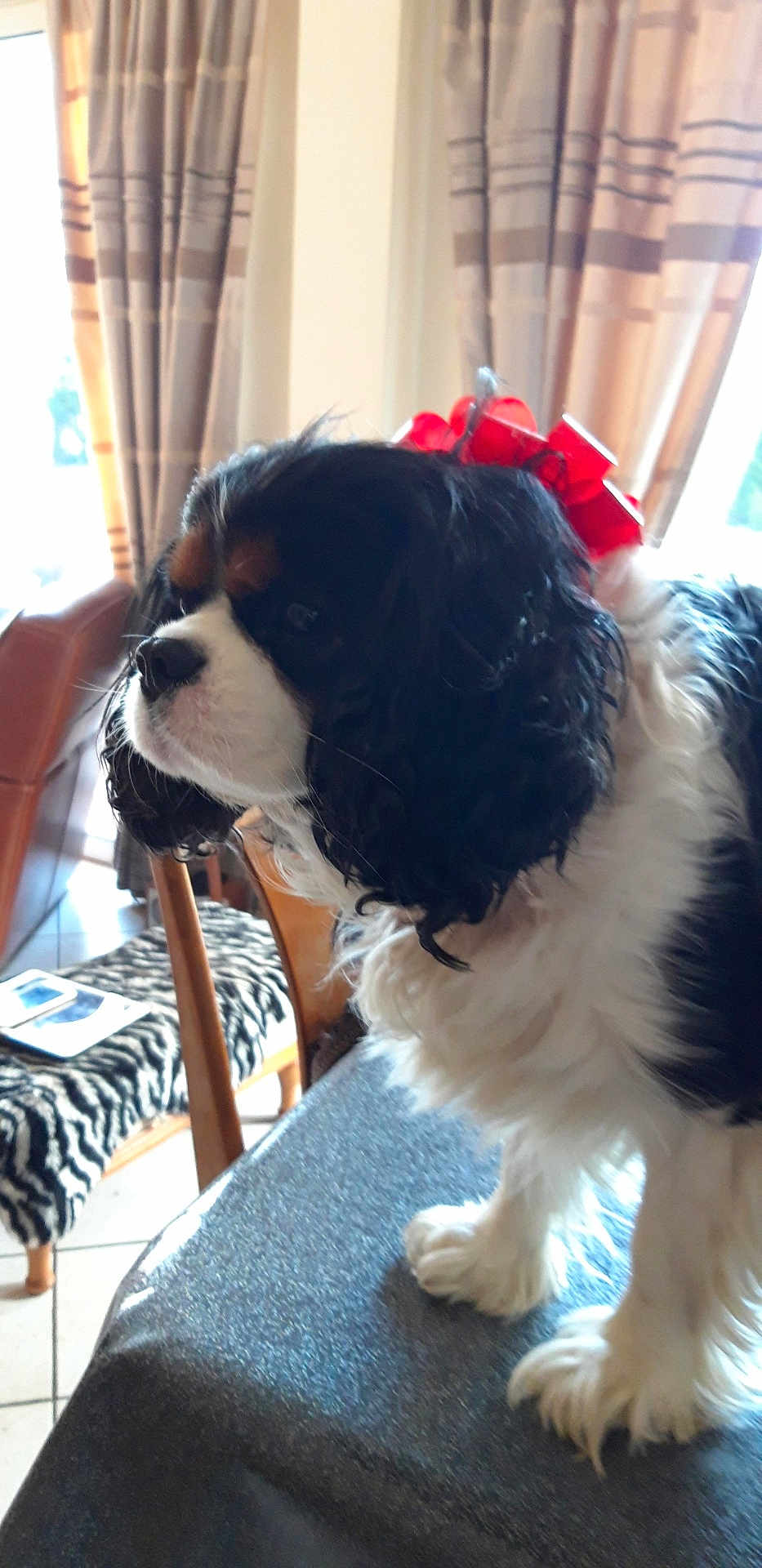 Litchio participe au concours pour gagner de l'argent avec cette photo : dog, black_and_white, bow, indoor, table, curtains, chair, furniture, pet, animal, long_hair, decor, window, thoughtful, domestic, canine, companion, cozy, pattern, floor