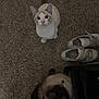 Mouse is registered to the contest to win money with this photo: cat, carpet, shoes, indoor, pets, curious, looking_up, feline, domestic_animal, floor, pair, white, brown, fur, whiskers, tail, ears, eyes, collar, footwear