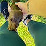 Cesar Hector Lavoe is registered to the contest to win money with this photo: puppy, dog, person, hand, tattoo, green_pants, black_sneakers, grass, outdoor, pet, animal, cute, small_dog, legs, paw, daylight, nature, playing, holding, close_up