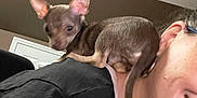 Cesar Hector Lavoe joined the competition — help win amazing prizes! dog, small_dog, pet, shoulder, person, smile, indoor, black_clothing, brown_dog, short_hair, ear, face, cute, animal, companionship, casual, closeup, friendship, light, happy