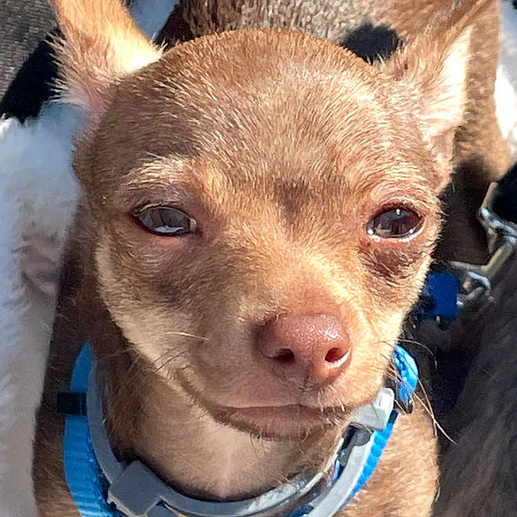 Cesar Hector Lavoe is registered to the contest to win money with this photo: animal, blanket, brown_fur, canine, chihuahua, close_up, collar, companion, cute, dog, domestic_animal, fur, outdoor, pet, portrait, resting, small_dog, squinting, sunlight, tiny