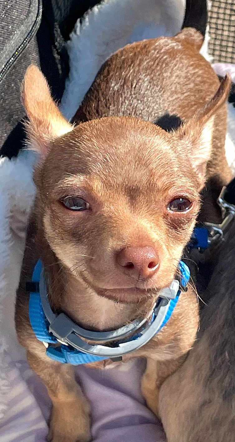 Cesar Hector Lavoe is registered to the contest to win money with this photo: dog, chihuahua, pet, close_up, brown_fur, collar, small_dog, outdoor, sunlight, animal, cute, squinting, fur, canine, domestic_animal, companion, blanket, resting, portrait, tiny