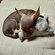 Cesar Hector Lavoe joined the competition — help win amazing prizes! puppy, dog, sleeping, cushion, stuffed_animal, toy, brown, fur, cute, small, pet, cozy, indoors, resting, animal, soft, close_up, companion, adorable, peaceful