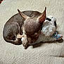 puppy, dog, sleeping, cushion, stuffed_animal, toy, brown, fur, cute, small, pet, cozy, indoors, resting, animal, soft, close_up, companion, adorable, peaceful