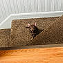Cesar Hector Lavoe is registered to the contest to win money with this photo: small_dog, carpet, stairs, indoor, wood_floor, white_wall, pet, animal, curious, brown_carpet, puppy, looking_up, ears, canine, home_interior, flooring, cute, domestic, pet_dog, alert