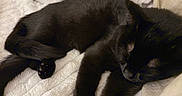 Loki is registered to the contest to win money with this photo: cat, black_cat, sleeping, resting, cozy, blanket, cushion, indoor, pet, animal, feline, fur, relaxation, close_up, comfort, domestic, whiskers, paw, nap, soft