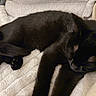 cat, black_cat, sleeping, resting, cozy, blanket, cushion, indoor, pet, animal, feline, fur, relaxation, close_up, comfort, domestic, whiskers, paw, nap, soft