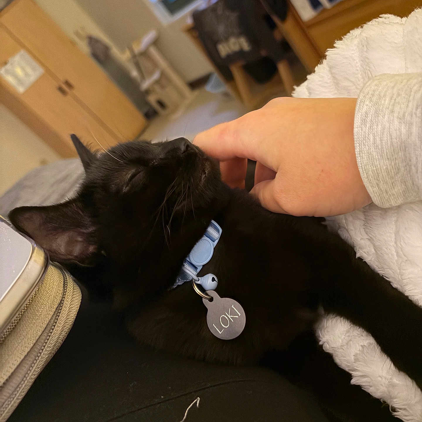 Loki is registered to the contest to win money with this photo: black_cat, cat, pet, collar, indoor, hand, human, scratching, relaxed, sleepy, feline, animal, cute, domestic, comfort, resting, bed, blanket, tag, closeup