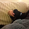 Loki is registered to the contest to win money with this photo: dog, black_dog, collar, hand, person, couch, blanket, indoor, cozy, pet, fur, texture, comfort, snuggle, resting, warm_lighting, home, soft, relaxation, animal