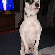 Cooky participe au concours pour gagner de l'argent avec cette photo : dog, bed, collar, television, person_on_tv, indoor, blur, standing, white_dog, black_patch, furniture, room, blanket, sleepwear, night, canine, pet, domestic, couch, front_legs