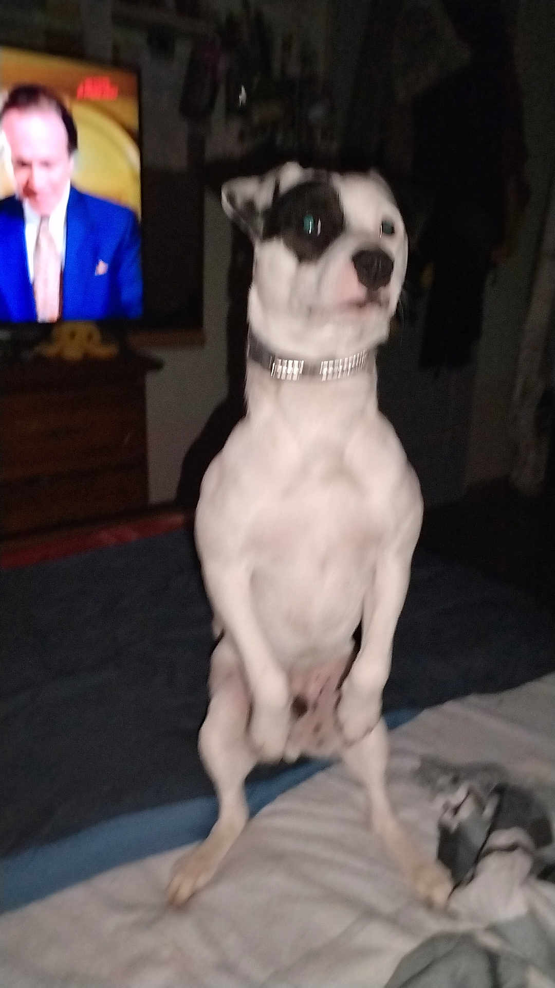 Cooky participe au concours pour gagner de l'argent avec cette photo : dog, bed, collar, television, person_on_tv, indoor, blur, standing, white_dog, black_patch, furniture, room, blanket, sleepwear, night, canine, pet, domestic, couch, front_legs