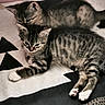 Orion participe au concours pour gagner de l'argent avec cette photo : cat, kitten, tabby, striped, animal, pet, feline, cute, sleeping, resting, indoors, blanket, pattern, paw, ear, fur, whiskers, nose, pink_wall, cozy