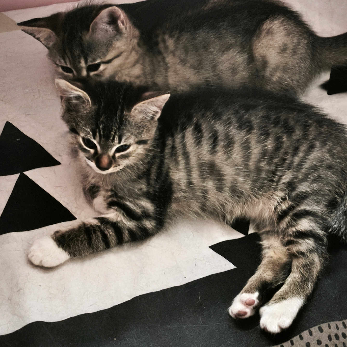 Orion participe au concours pour gagner de l'argent avec cette photo : cat, kitten, tabby, striped, animal, pet, feline, cute, sleeping, resting, indoors, blanket, pattern, paw, ear, fur, whiskers, nose, pink_wall, cozy