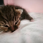 Orion a rejoint le concours — aidez-le/la à gagner de superbes lots ! kitten, sleeping, cat, closeup, fur, young, pet, animal, cute, soft, cozy, resting, indoors, pink_background, white_surface, tiny, feline, adorable, peaceful, young_animal