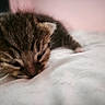 adorable, animal, cat, closeup, cozy, cute, feline, fur, indoors, kitten, peaceful, pet, pink_background, resting, sleeping, soft, tiny, white_surface, young, young_animal